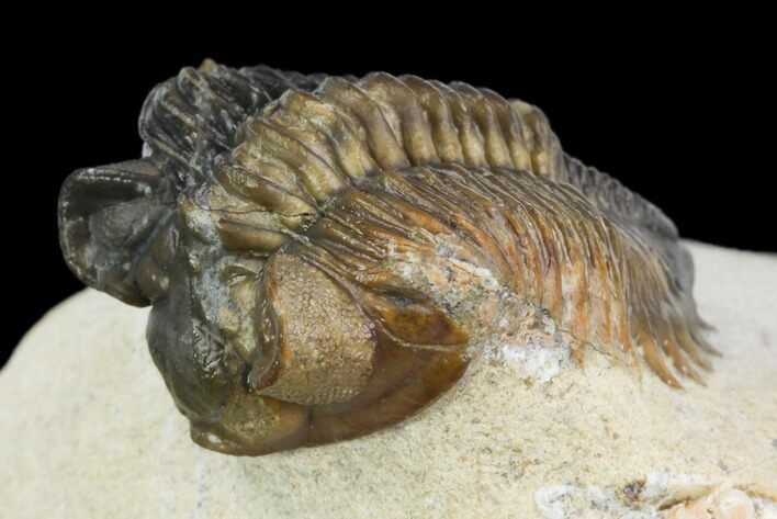 Multi-Toned, Coltraneia Trilobite - Unusual Location #125132